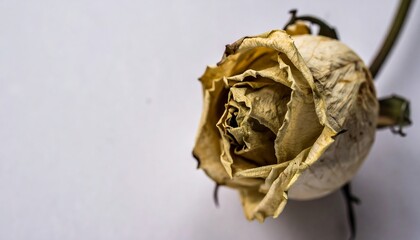 A withered, pale yellow rose