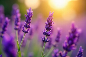 Close-up of vibrant purple lavender flowers, bathed in soft sunlight, evoking serenity and spiritual calmness Perfect for meditation, aromatherapy, and wellness themes , aromatherapy, fragrance
