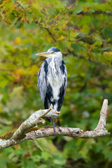 Picture of Heron Perching on The Branch, River Boyne, Slane, Meath, Ireland