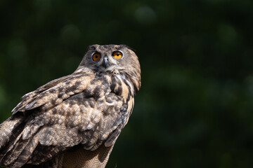 adult eurasian eagle owl is perched and watchful on a sunny day