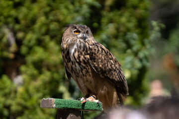 adult eurasian eagle owl is perched and watchful on a sunny day