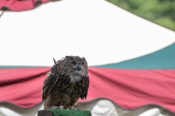 adult eurasian eagle owl is perched and watchful on a sunny day
