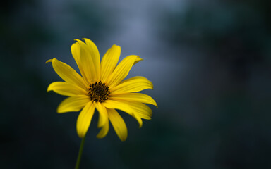Obraz premium Yellow flower with dark blurred background, shallow depth of field, selective focus.