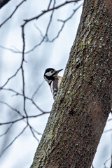 Great Spotted Woodpecker (Dendrocopos major) of Eurasia