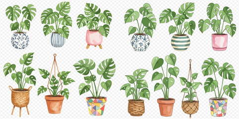 A watercolor collection of various green Monstera houseplants in colorful, patterned planters and hanging baskets. © studio
