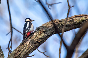 Great Spotted Woodpecker (Dendrocopos major) of Eurasia