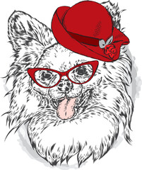 A pedigreed dog in a beach hat. Puppy in summer clothes. Vector illustration.