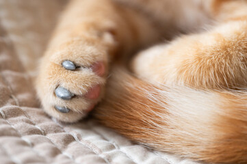 Close-up of cat's paw resting on soft blanket