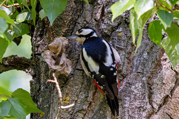 Great Spotted Woodpecker (Dendrocopos major) of Eurasia