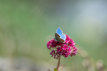 Blue argus butterfly on pink sedum flower. Blur background with shallow depth of field