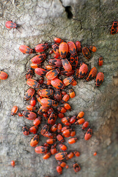 Colony of red firebugs Pyrrhocoris apterus with they babies larves on old tree stump, selective focus, nature background 