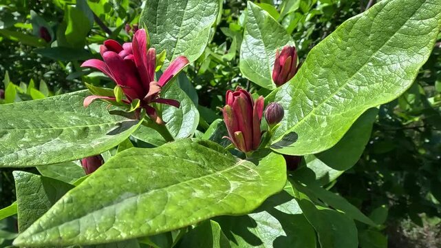 Calycanthus occidentalis - a close-up of red flowers against
