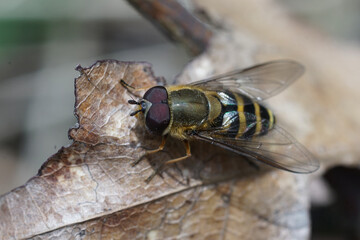 Closeup on a fresh emerged Hairy -flapped syrphus, Syrphus torvus sitting in the vegetation
