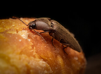 Pennsylvania Dingy ground beetle on bread