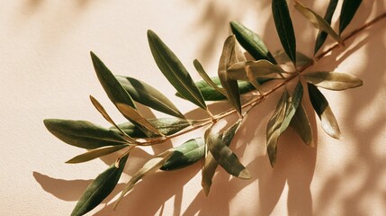 Olive branch with green leaves casting soft shadow on beige background