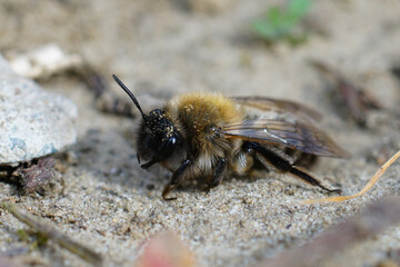 Closeup on a female Nycthemeral mining bee, Andrena nycthemera