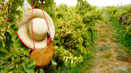 Leather handmade bota wineskin and straw hat on autumn vineyard background in Tenerife, Canary Islands,Spain. 