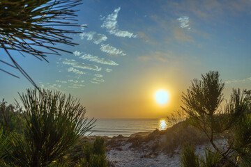 A sandy path winds through pine trees toward a tranquil ocean at sunset