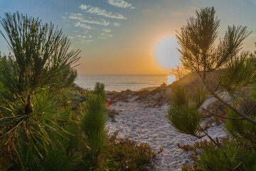 A sandy path winds through pine trees toward a tranquil ocean at sunset