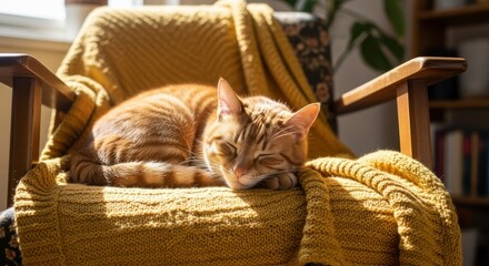 Cozy ginger cat sleeping on armchair drenched in warm sunlight
