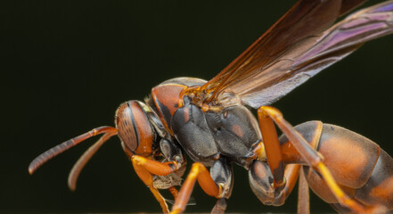 closeup of a wasp