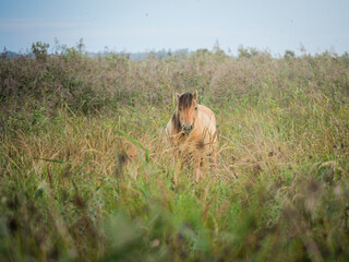 pferd auf wiese