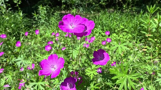 Geranium sanguineum, bright red flowers of ornamental plant sway in the wind in the garden