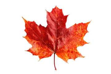 Fototapeta premium Vibrant autumnal maple leaf against black background. Detailed close-up of a single, fiery red-orange leaf with sharply defined edges