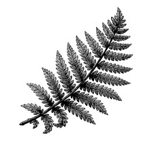 fern leaf isolated in black