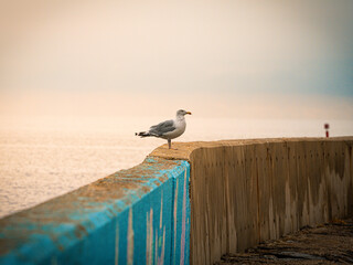 möwe auf mauer vor meer