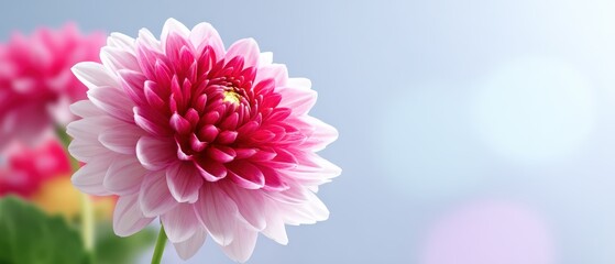 Fototapeta premium Soft Pastel Pink Floral Petals in an Abstract Background