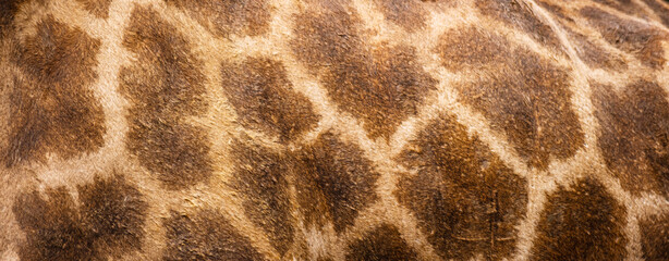 giraffe fur spots as background © ketrin
