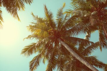 Fototapeta premium Tropical Oasis: Vintage-Style Coconut Palm Trees Beneath a Shimmering Sunlit Sky