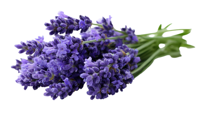 Close-up of a bunch of vibrant purple lavender flowers.  Dark purple blossoms cluster together on long, green stems, which extend outward.
