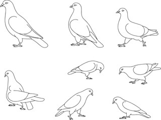 Line art illustration of pigeons in different poses, flying, standing, feeding, walking, simple outline bird vector design for nature and wildlife