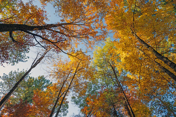 Colorful Canopy in the Fall Forest