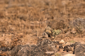 A wild bird perched on a rock in an arid landscape, standing out for its simplicity and connection with the rural environment.