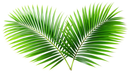 Obraz premium Two green palm leaves isolated on transparent background, a symbol of tropical paradise, summer vacation, and the beauty of exotic nature