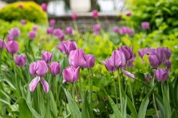 field of tulips
