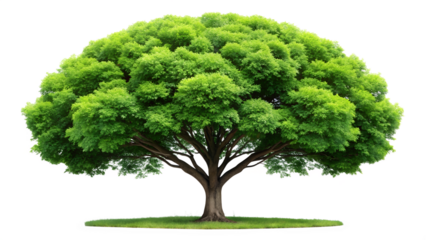 Lush green tree with a full, rounded crown, isolated on transparent background, showcasing the beauty and vitality of nature in a simple yet elegant composition