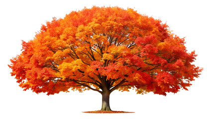 A stunning autumn tree ablaze with vibrant orange and red leaves, isolated on transparent background, capturing the essence of falls colorful transformation