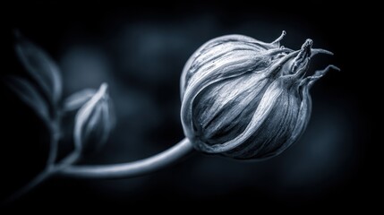 Detailed seed pod grayscale image