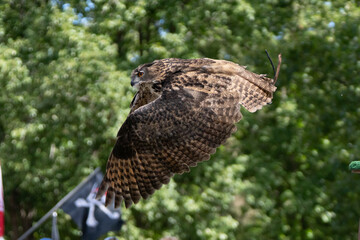 adult eurasian eagle owl with wings spread wide takes off and lands on its nearby perch while soaring over a crowd of spectators
