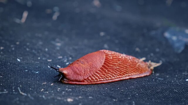 Spanish slug killer moves slowly on agrofibre. Agricultural pest threat crops, invader consume vegetation. Creeping invasive molluscs. High quality 4k footage.