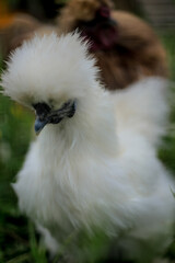 Chinese chicken on the farm