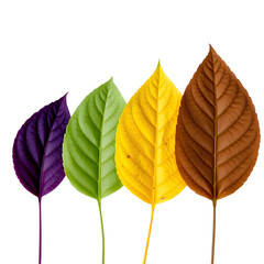 Obraz premium Photo of four leaves different color arranged in a row isolated on transparent background