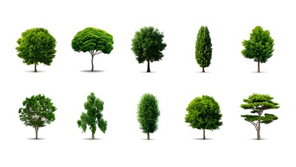 Collection of ten different green trees isolated on white background