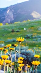 Vibrant yellow wildflowers stand tall against a backdrop of a grassy hillside and distant mountains, bathed in the warm light of a sunny day.