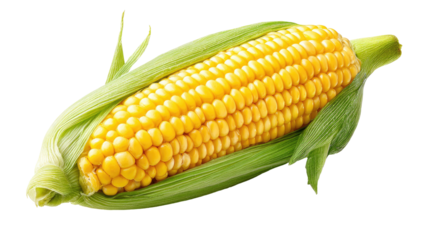 Fresh corn on the cob, whole ear, bright yellow kernels, wrapped in green husk
