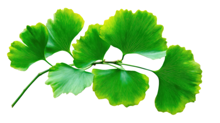 Close-up of a Ginkgo biloba branch with vibrant green leaves; the leaves have a distinct, fan-like shape and a yellowish-green border; the branch is slender and extends diagonally across the image